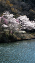 小渕ダム公園の桜
