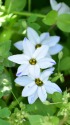 春の野の花たち