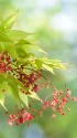 モミジの花