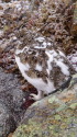 常念岳のチビ雷鳥