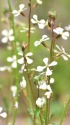 ルッコラの花