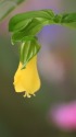 黄花ホウチャクソウ