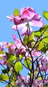 青空に映えて咲く花水木
