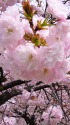 千曲川堤の一葉桜