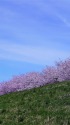 千曲川堤の桜並木