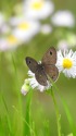 ヒメウラナミジャノメ
