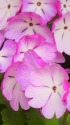 桜草:片町更紗