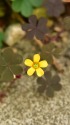 小さな花 カタバミ