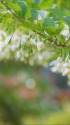 駿府城址公園のエゴノキの花
