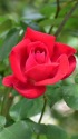 薔薇