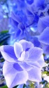 紫陽花:銀河