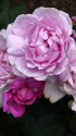 薔薇:夢香