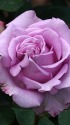 薔薇:夜来香