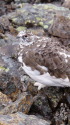 常念岳の雄雷鳥6