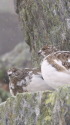 常念岳のチビ雷鳥8