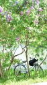池のほとりのライラック