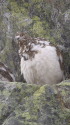 常念岳のチビ雷鳥9