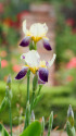 アイリス