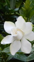 くちなしの花