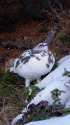 チビ雷鳥