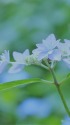 山紫陽花 七段花