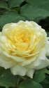快挙2番花