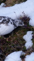 仙丈小屋の雄雷鳥2