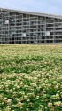 一面のシロツメ草