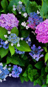 今年の紫陽花・1
