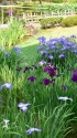 花菖蒲