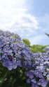 うず紫陽花