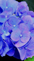 今年の紫陽花・6