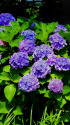 今年の紫陽花・8