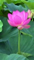 背高のっぽの大賀蓮