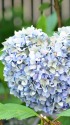 はーとの形の紫陽花