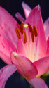 ユリの花