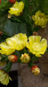 サボテンの花 サボテンの花