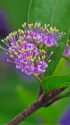ムラサキシキブの花