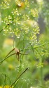 雨上がりの花壇