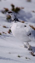 立山の白雷鳥3