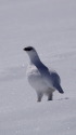 立山の白雷鳥4