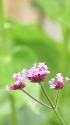 小さな花 ヤナギハナガサ