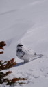 立山の白雷鳥5