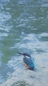 佇むカワセミ