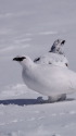 立山の白雷鳥6