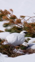 立山の白雷鳥7