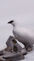 立山の白雷鳥11