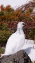 立山の白雷鳥12