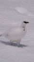 立山の白雷鳥13