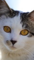 野良猫2